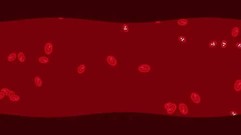 Microscopic Flow of Human Red Blood Cells Stock Footage 345515808