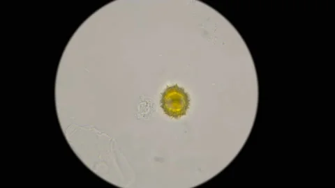 Microscopic flower pollen under microscope Stock Footage 88588233