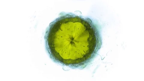 Microscopic Flu Virus Bacteria loop Stock Footage 77960464