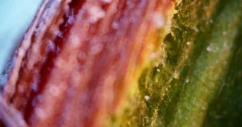 Microscopic Focus on Pine Bud Section with Resin Layers and Paraffin Coating for Видео 330954919