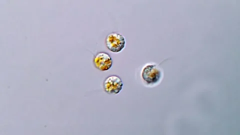 Microscopic Footage of Aquatic Flagellated Algae Species, 1000x 動画素材 317015899