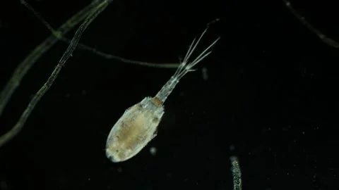 Microscopic Footage of Copepod at 40x Magnification Stock Footage 314632467