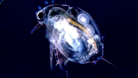 Microscopic Footage of Water Flea in Dark Background Stock Footage 317837312