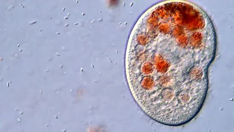 Microscopic Freshwater Ecosystem Featuring Ciliate Protozoans, 400x 動画素材 318946378
