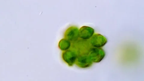 Microscopic Green Algae Chlorophyta Colony Movement, 1000x Stock-Footage 317789753