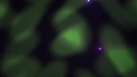 Microscopic green cells with blue fluorescence. Stock Footage 335962669