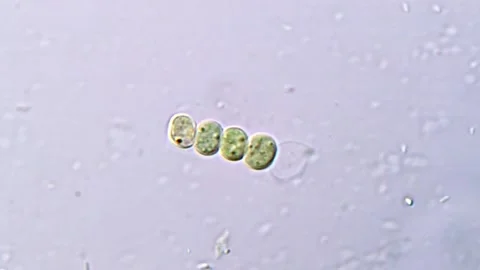 Microscopic Green Chlorophyta Algae Colony Footage, 400x 動画素材 317016038