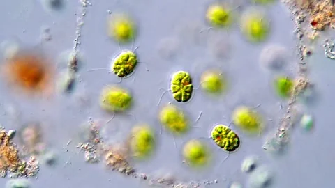 Microscopic Green Chlorophyta Algae Colony Footage, 400x 動画素材 317787715