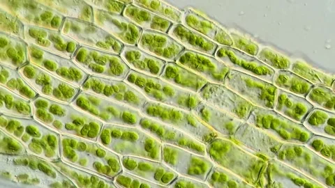 Microscopic Green Plant Cells From Moss Leaves 库存影片 320457386