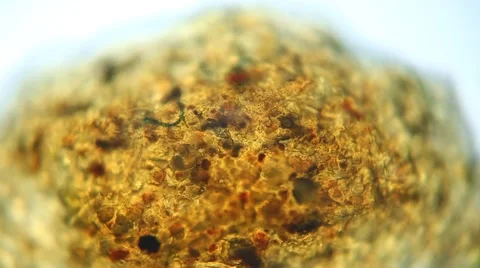 Microscopic hashish zoom Stock Footage 47774583