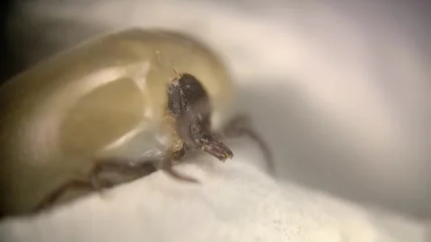 Microscopic Of A Huge Tick Full Of Blood. Extreme, Close-up Shot Stock Footage 275512090