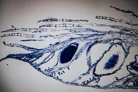 A microscopic image of a plant root tip stained in blue. Stock Photos
