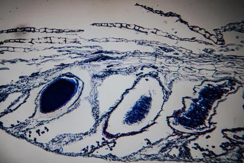 A microscopic image of a plant root tip stained in blue. Stock Photos