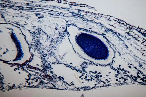 A microscopic image of a plant root tip stained in blue. Stock Photos