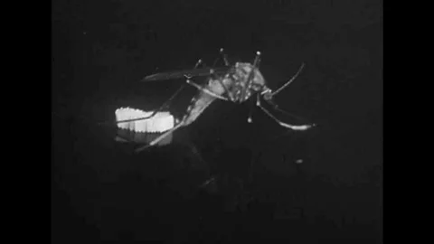 Images Of Eggs Stock Videos – Royalty-Free HD & 4K Videos | Pond5