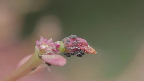 Microscopic Insect Life on a Leaf Video stock 82941252