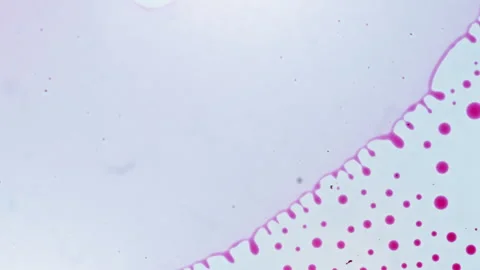 Microscopic Inspection Reveals Intricately Patterned Pink Cell Structures Stock Footage 328345413