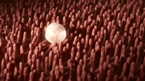 At the microscopic level, the molecular spheres move within the organic epitheli Video stock 333569625