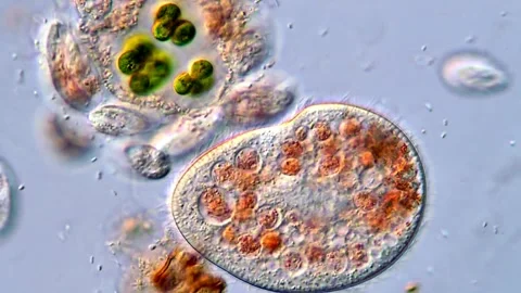 Microscopic Life of Ciliates Moving Between Organic Particles 動画素材 318946246