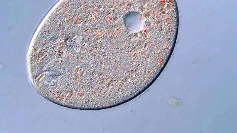 Microscopic Life of Ciliates in Water Sample – 4K video 動画素材 317957834