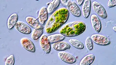 Microscopic Life in a Drop of Pond Water: Ciliates Video stock 317886898