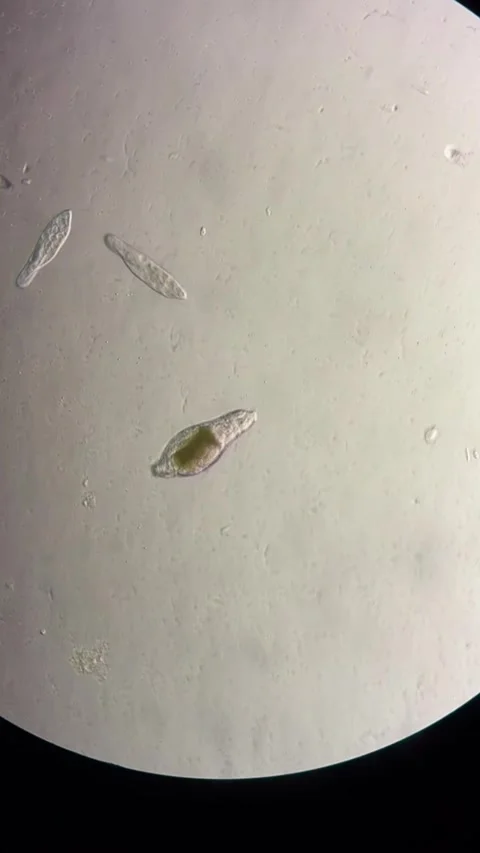 Microscopic Life Forms Moving Under a Microscope in a Chinese Lab Stock Footage 337915489