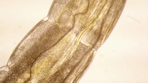 Microscopic macro shot of chironomid larva tissue Stock Footage 58816433