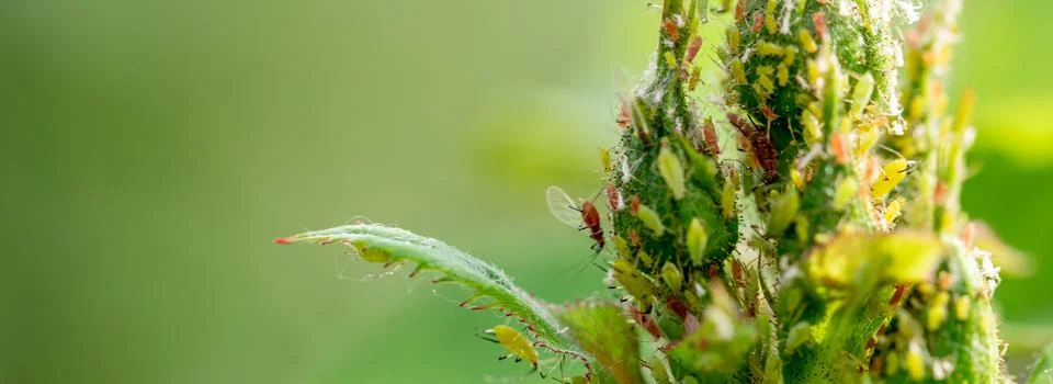 Microscopic Marvel: Aphids Dance on a Rose Bud Stock Photos