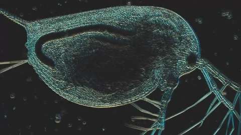 Microscopic Marvel: Capturing the Intricate Details of Aquatic Lifeforms Video stock 341926007