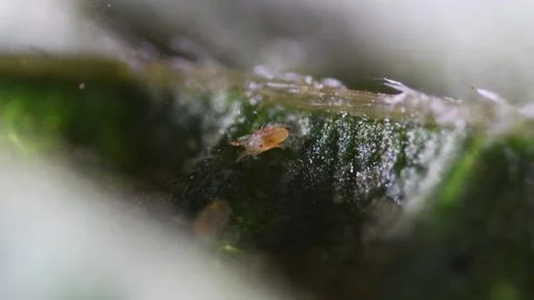Microscopic Mite  on a leaf, Video stock 287610512