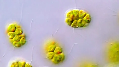 Microscopic movement of Green algae Pandorina in pond water sample Vidéo 317787548