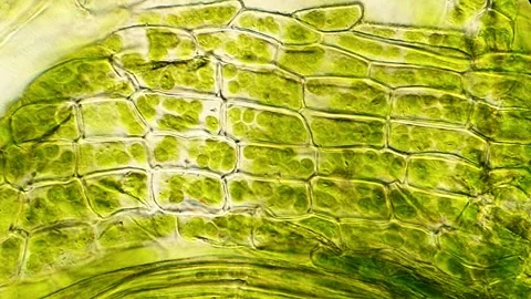 Microscopic Nature Footage of Moss Leaf Cells, 400x Stock-Footage 320457692