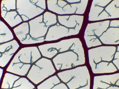 Microscopic network of branching structures 스톡 사진