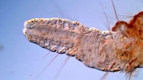 Microscopic Observation of Aeolosoma Worm tail, 200x 動画素材 317925921
