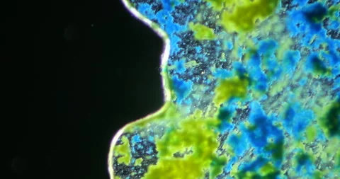 Microscopic Observation of Colorful Microbial Activity at High Magnification Stock Footage 294263814