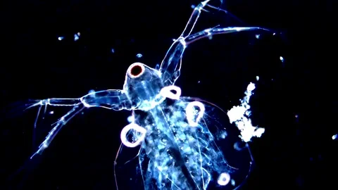 Microscopic Observation of Daphnia in Dark Field, 200x Stock Footage 317837356