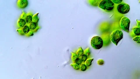 Microscopic observation of Green algae under high magnification 스톡 동영상 317789621
