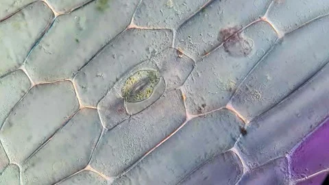 Microscopic Observation of Plant Stomata and Guard Cells, 400x Vidéo 320375247