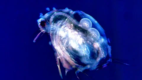 Microscopic Observation of Water Flea in Dark Field Illumination 库存影片 317836652