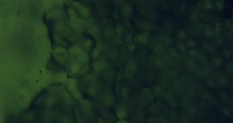 Microscopic organic cells dividing, multiplying, creating intricate cellular Stock Footage 313595267