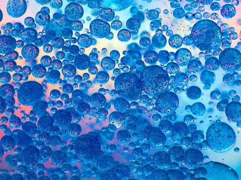 Microscopic organism Stock Photos