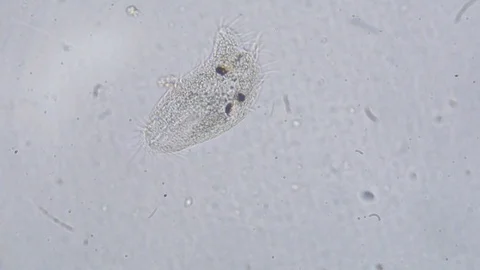 Microscopic organism swimming around in circles Stock Footage