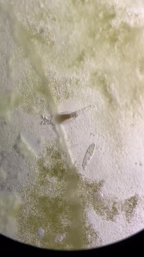 Microscopic Organisms and Algae in a Science Laboratory China 스톡 동영상 339649566