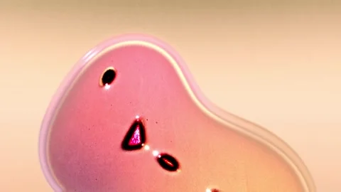 Microscopic organisms dividing and multiplying in laboratory setting Stock Footage 303765127