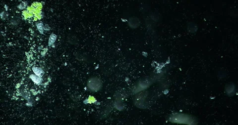 Microscopic organisms glide across a dark backdrop, revealing the complex Stock Footage 291717280