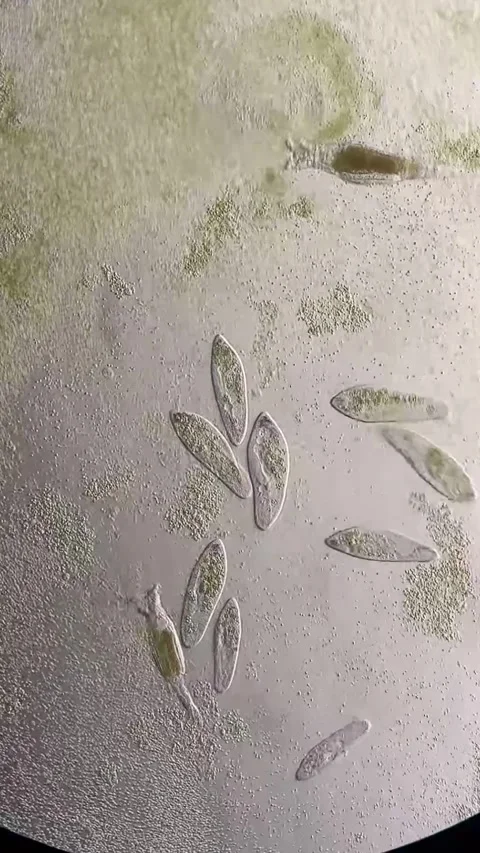 Microscopic Organisms Including Protozoa and Rotifer in a Laboratory China 스톡 동영상 339649604