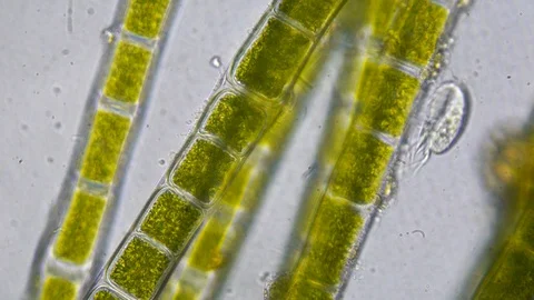 Microscopic Organisms With Vegetation Video stock 127882662