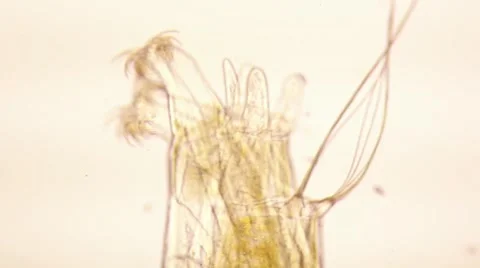Microscopic panning macro shot of chironomid larva Stock Footage 58816084