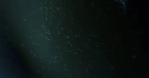 Microscopic paramecium aurelia gliding through dark, particle filled water, Stock-Footage 313594151