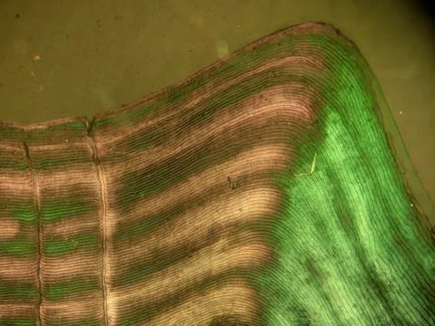 Microscopic Pattern of Concentric Circuli and Growth Rings on Teleost Fish 库存照片